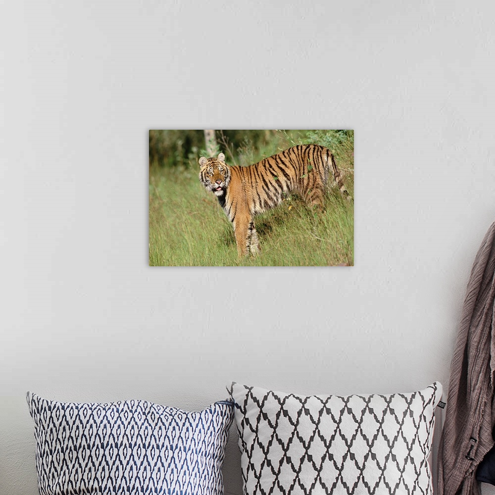 A bohemian room featuring Siberian Tiger (Panthera tigris altaica) standing in green grass