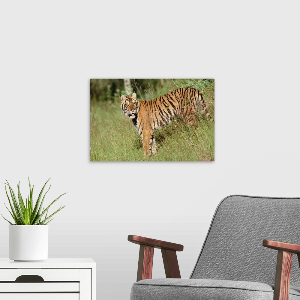 A modern room featuring Siberian Tiger (Panthera tigris altaica) standing in green grass