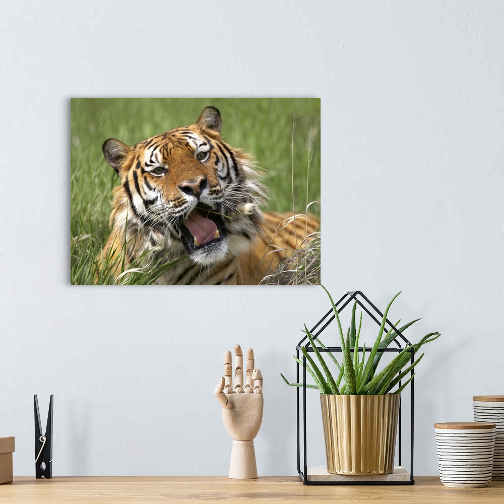 A bohemian room featuring Siberian Tiger (Panthera tigris altaica) yawning, endangered, native to Siberia