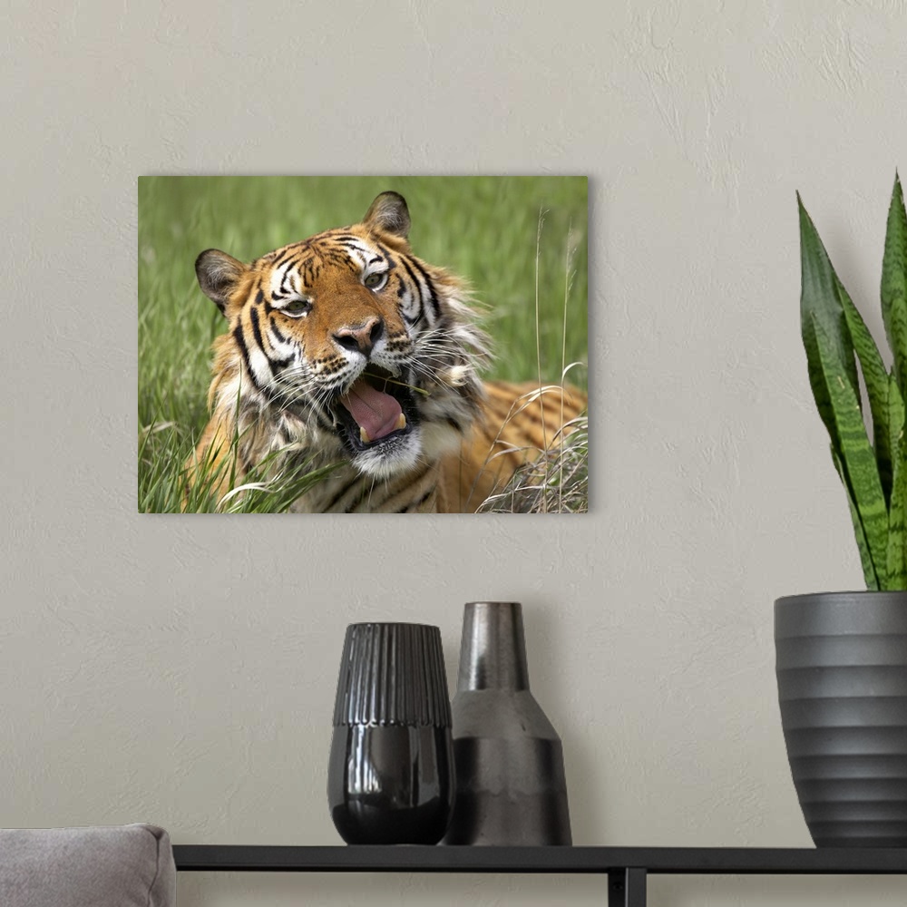 A modern room featuring Siberian Tiger (Panthera tigris altaica) yawning, endangered, native to Siberia