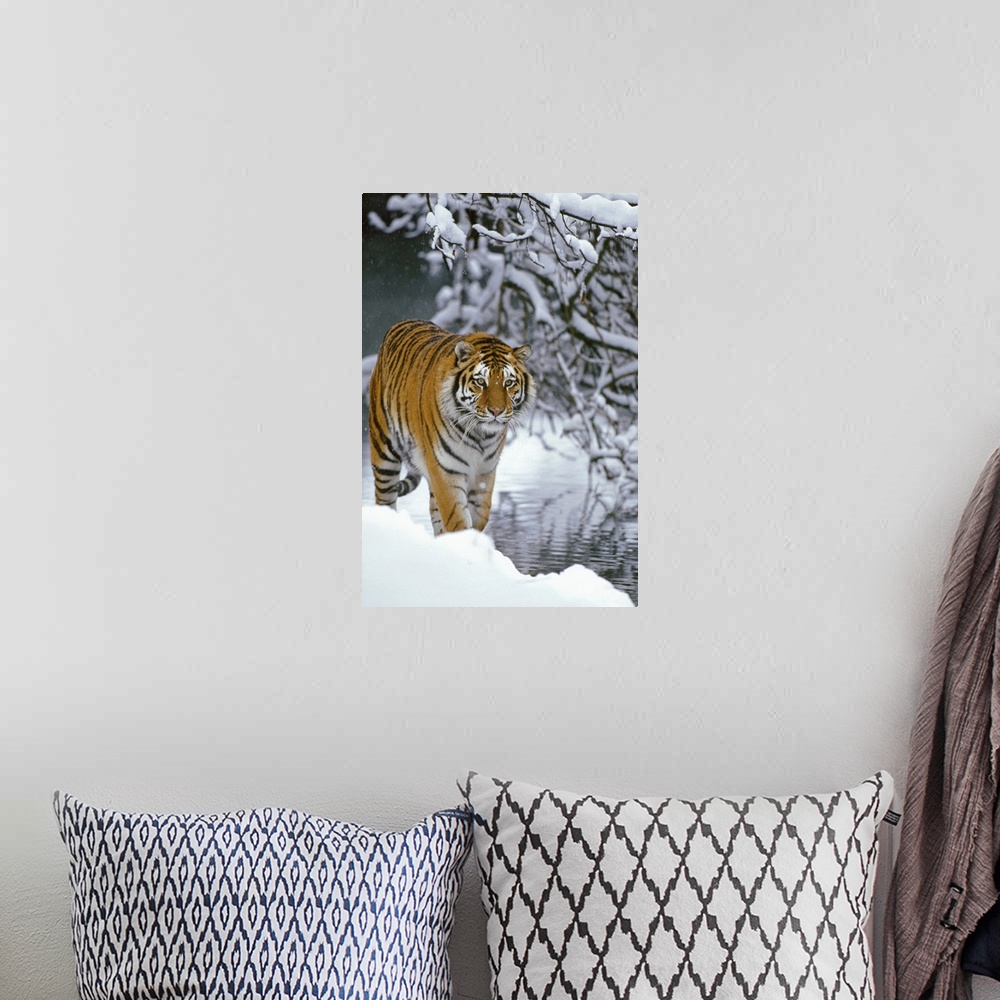 A bohemian room featuring Photograph of wild cat in snow with river and snow covered branches in the distance.