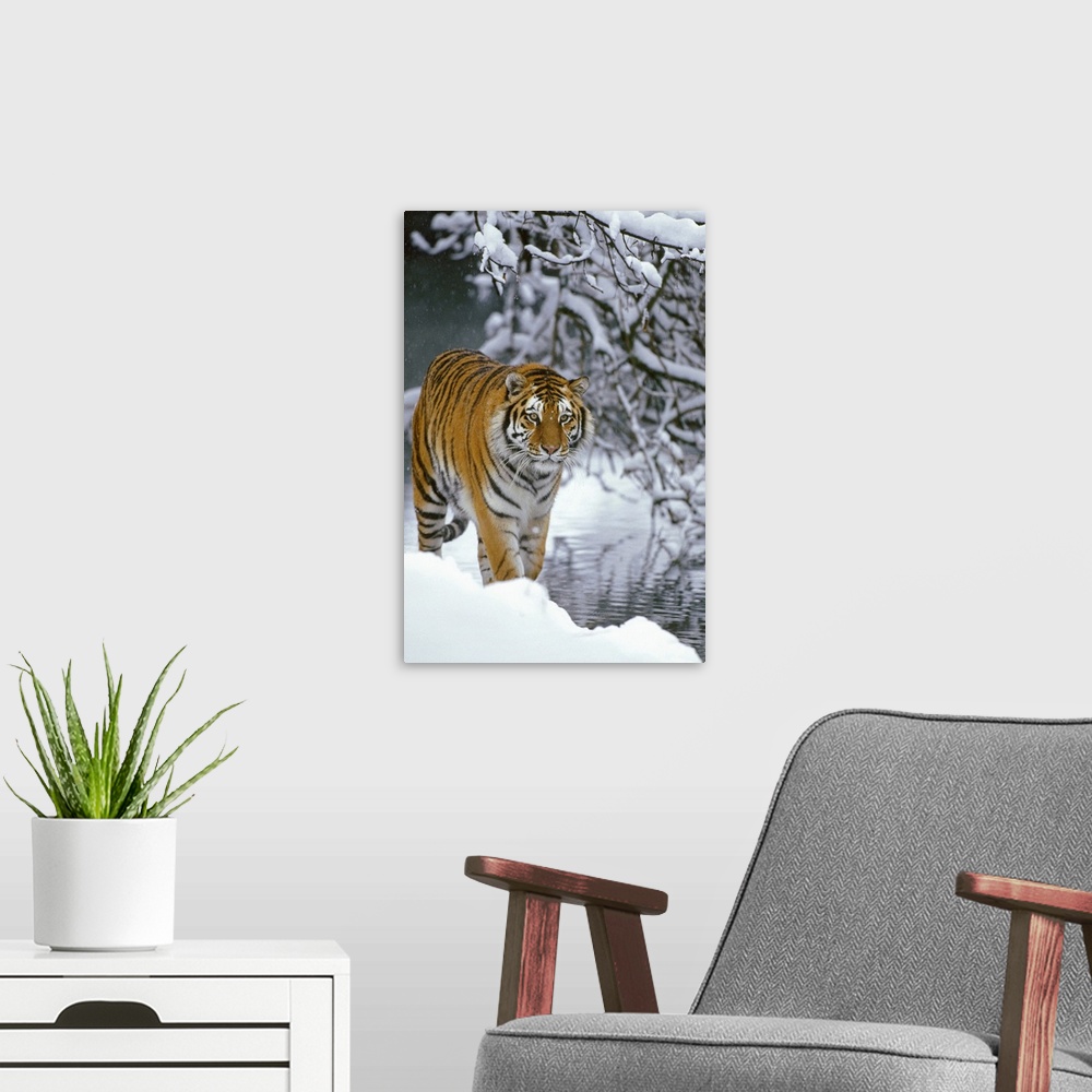 A modern room featuring Photograph of wild cat in snow with river and snow covered branches in the distance.