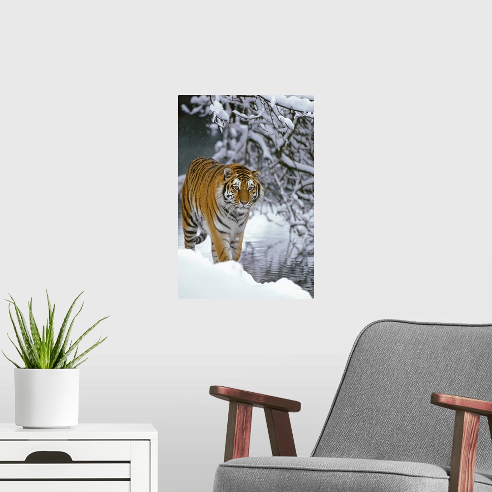 A modern room featuring Photograph of wild cat in snow with river and snow covered branches in the distance.