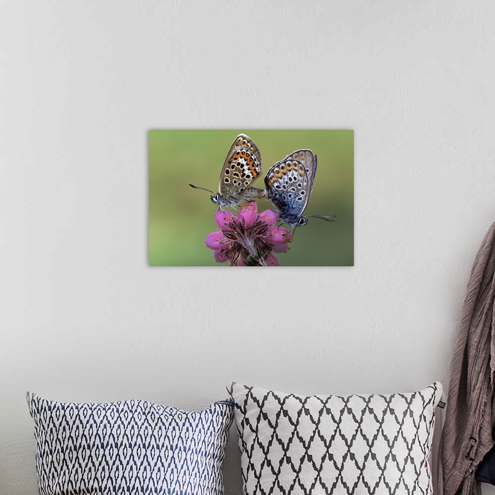 A bohemian room featuring Silver-studded Blue butterfly (Plebejus argus) pair mating on flower, Europe
