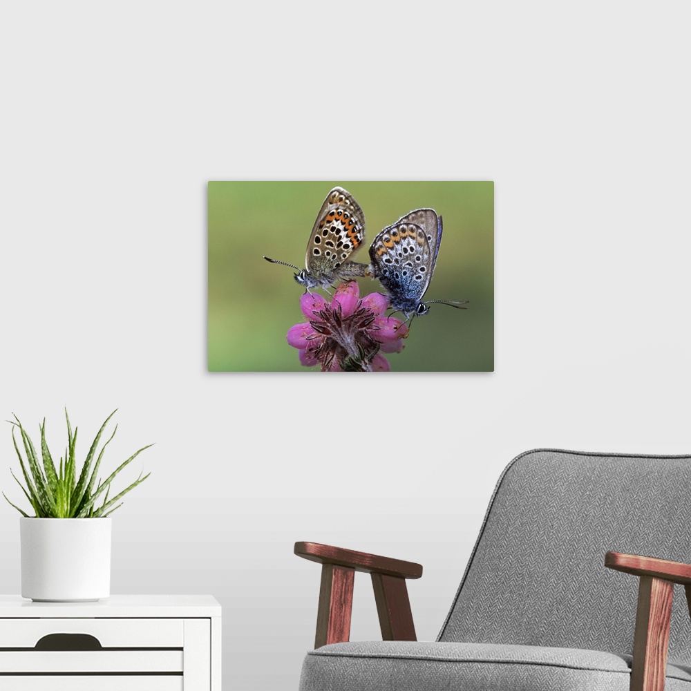 A modern room featuring Silver-studded Blue butterfly (Plebejus argus) pair mating on flower, Europe