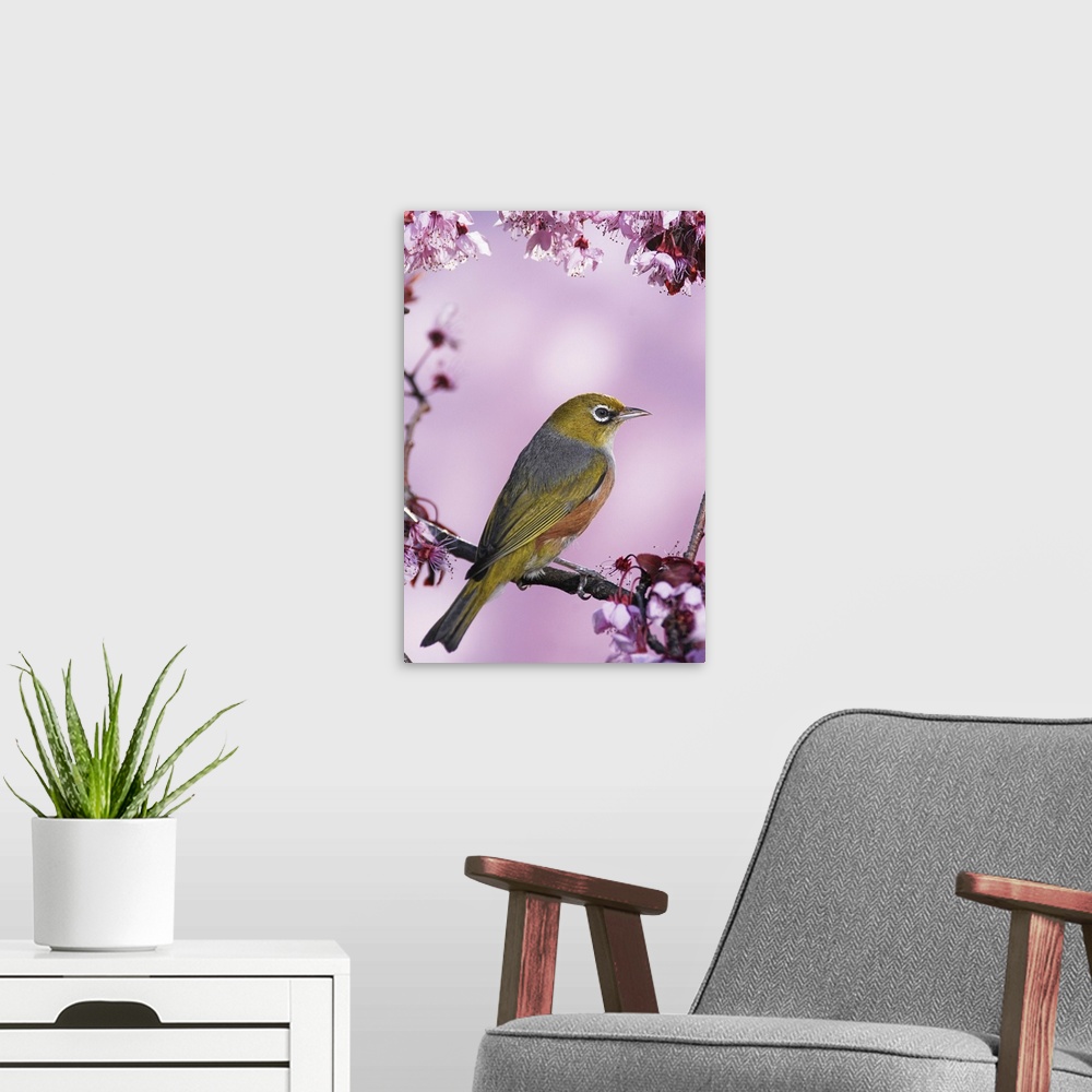 A modern room featuring Silvereye (tauhou) perches on a cherry blossom in Spring, Christchurch