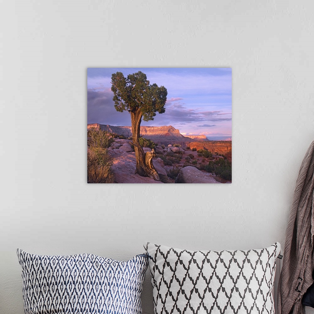 A bohemian room featuring Single-leaf Pinyon Pine at Toroweap Overlook, Grand Canyon National Park, Arizona