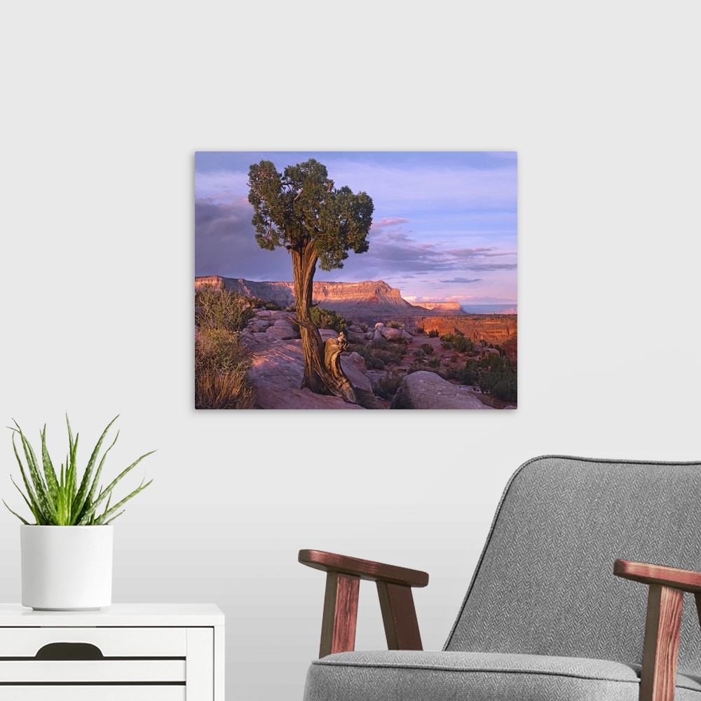 A modern room featuring Single-leaf Pinyon Pine at Toroweap Overlook, Grand Canyon National Park, Arizona