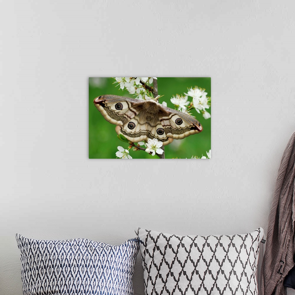 A bohemian room featuring Emperor Moth - female - on blackthorn - Switzerland