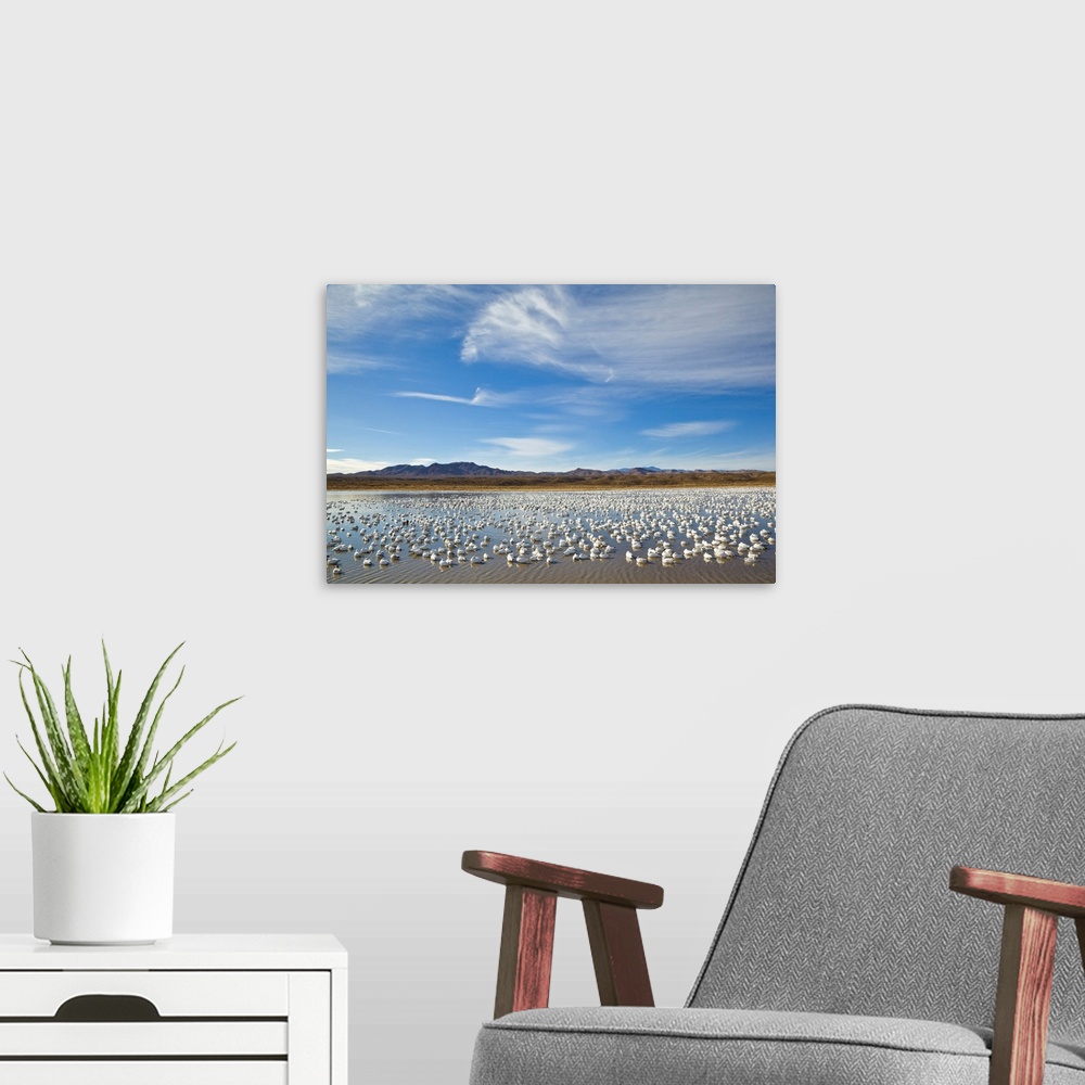 A modern room featuring Snow Geese Bosque del Apache NWF New Mexico