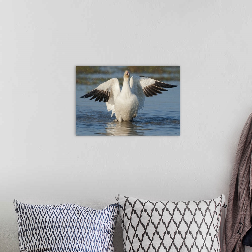 A bohemian room featuring Snow Goose (Chen caerulescens), Winter, Skagit River Delta, Washington USA. Flapping wings after ...