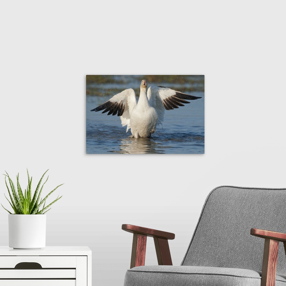 A modern room featuring Snow Goose (Chen caerulescens), Winter, Skagit River Delta, Washington USA. Flapping wings after ...