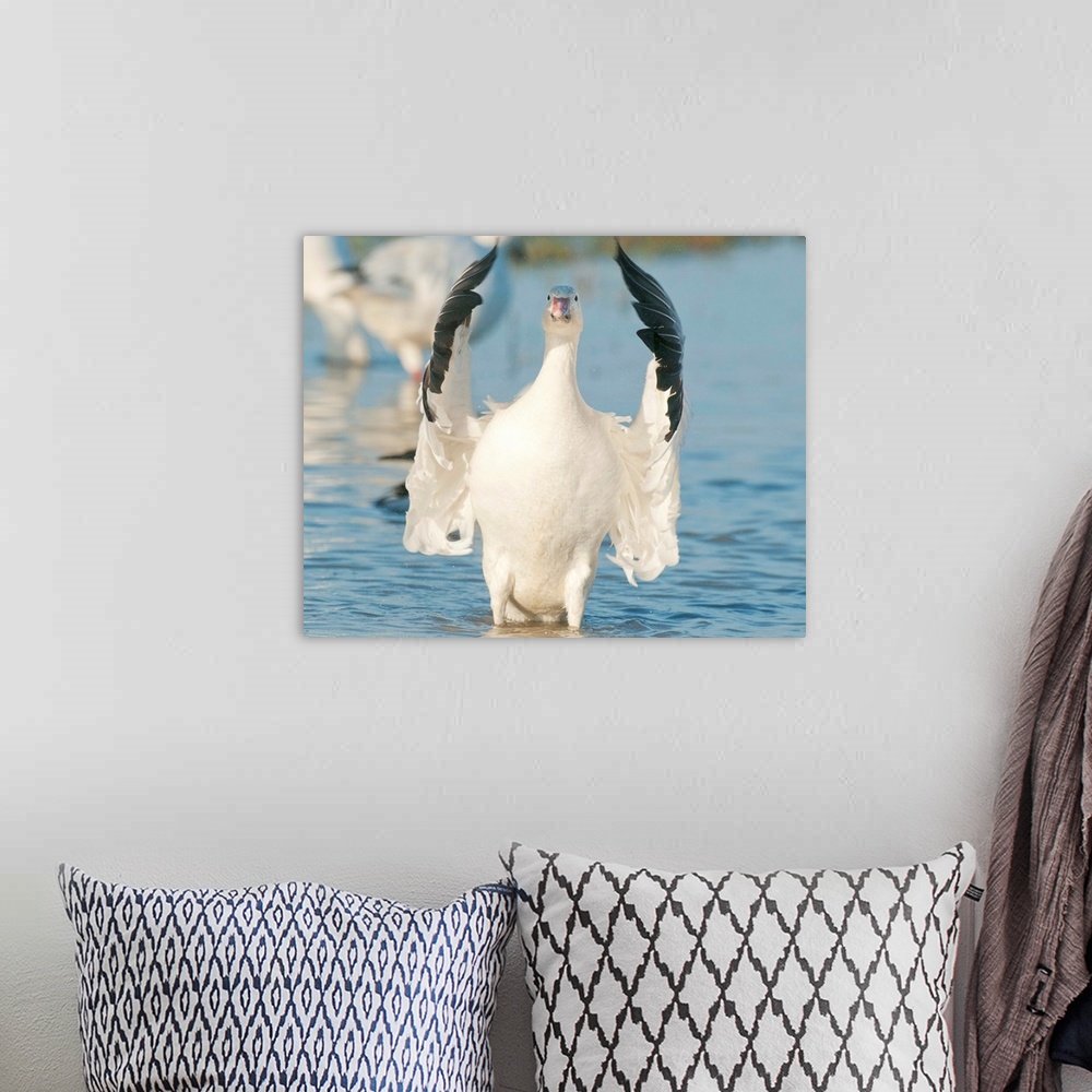 A bohemian room featuring Snow Goose (Chen caerulescens), Winter, Skagit River Delta, Washington USA