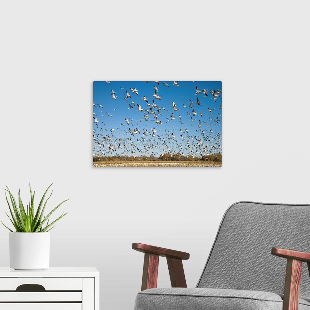 A modern room featuring Snow Goose flock taking flight, Bosque Del Apache National Wildlife Refuge, New Mexico