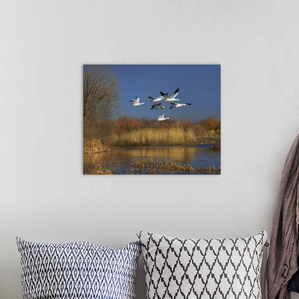 A bohemian room featuring Snow Goose group flying over wetland, Bosque del Apache, New Mexico