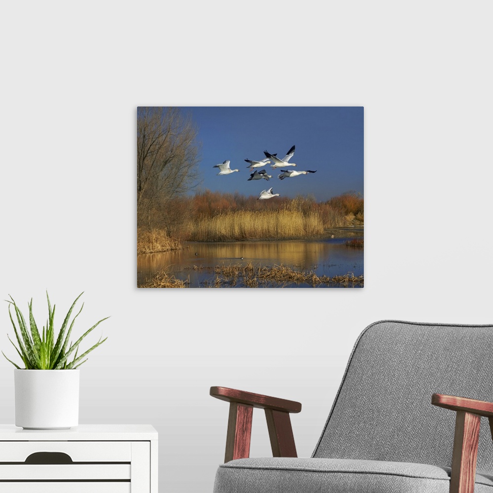A modern room featuring Snow Goose group flying over wetland, Bosque del Apache, New Mexico