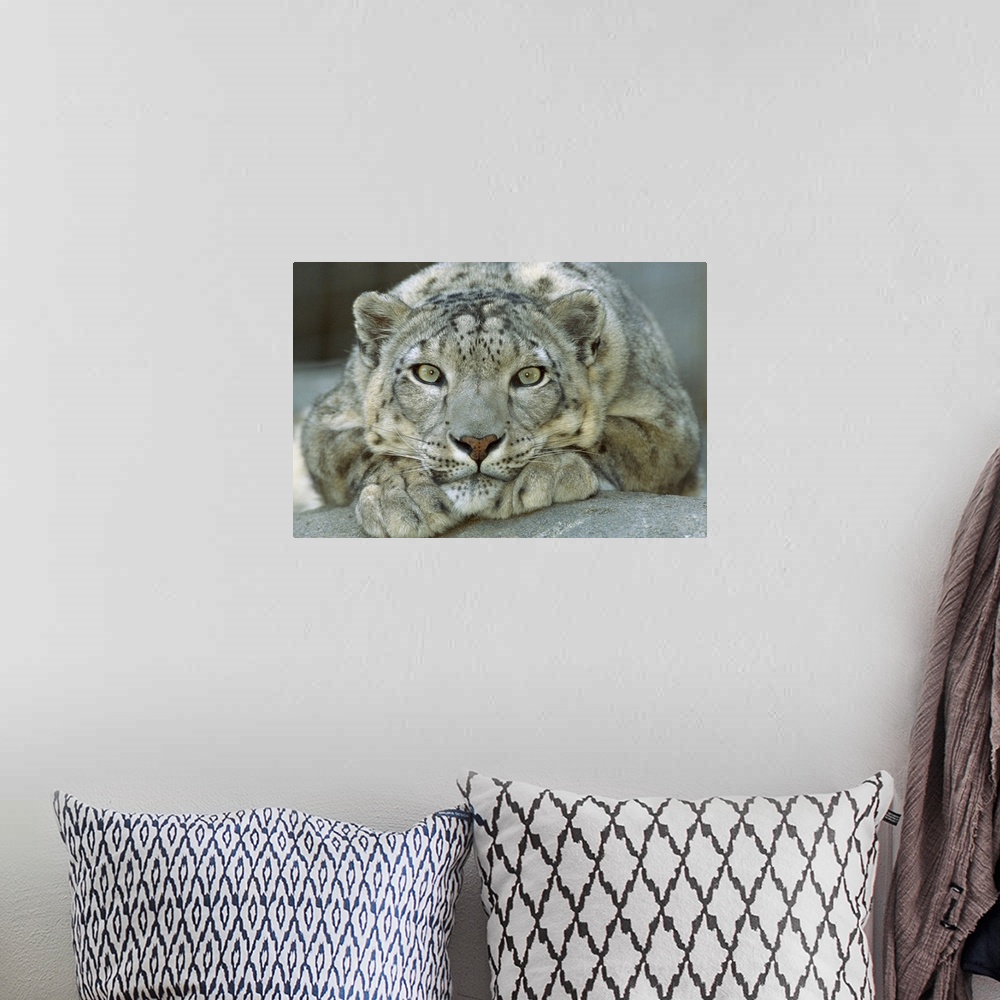 A bohemian room featuring Landscape, close up photograph of a snow leopard (Uncia uncia) portrait, lying on a rock, his chi...