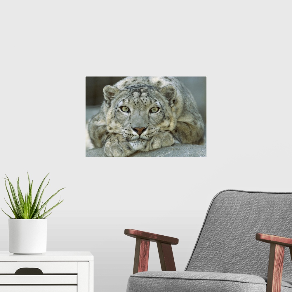 A modern room featuring Landscape, close up photograph of a snow leopard (Uncia uncia) portrait, lying on a rock, his chi...