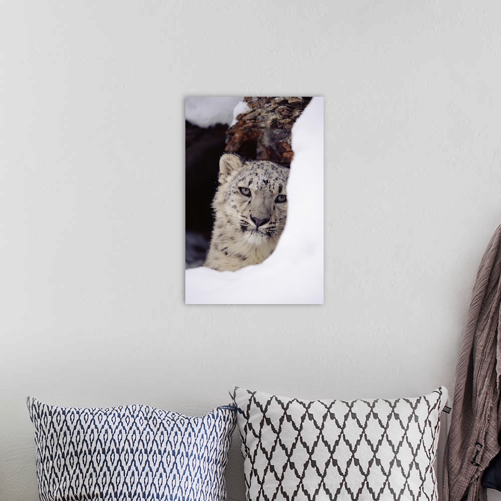 A bohemian room featuring Snow Leopard (Uncia uncia) adult, looking out from behind a snowbank