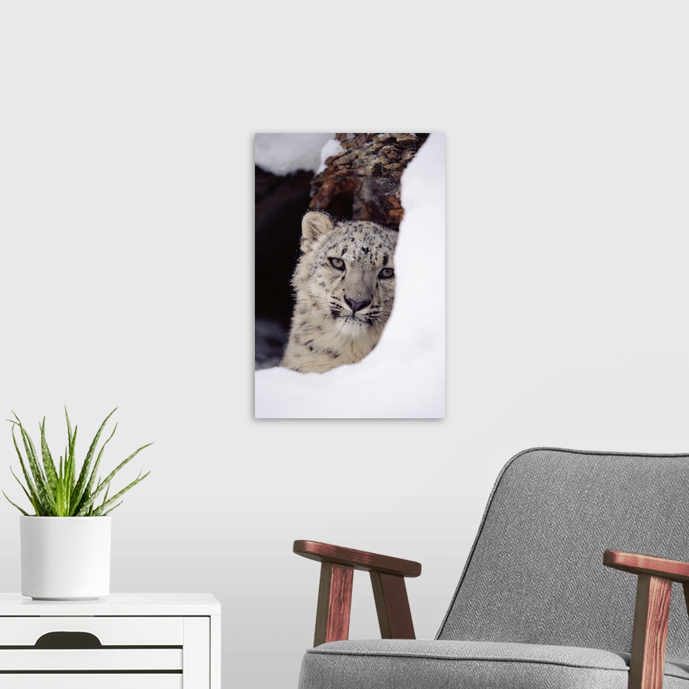 A modern room featuring Snow Leopard (Uncia uncia) adult, looking out from behind a snowbank
