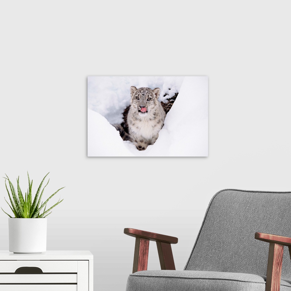 A modern room featuring Snow Leopard (Uncia uncia) adult portrait in snow