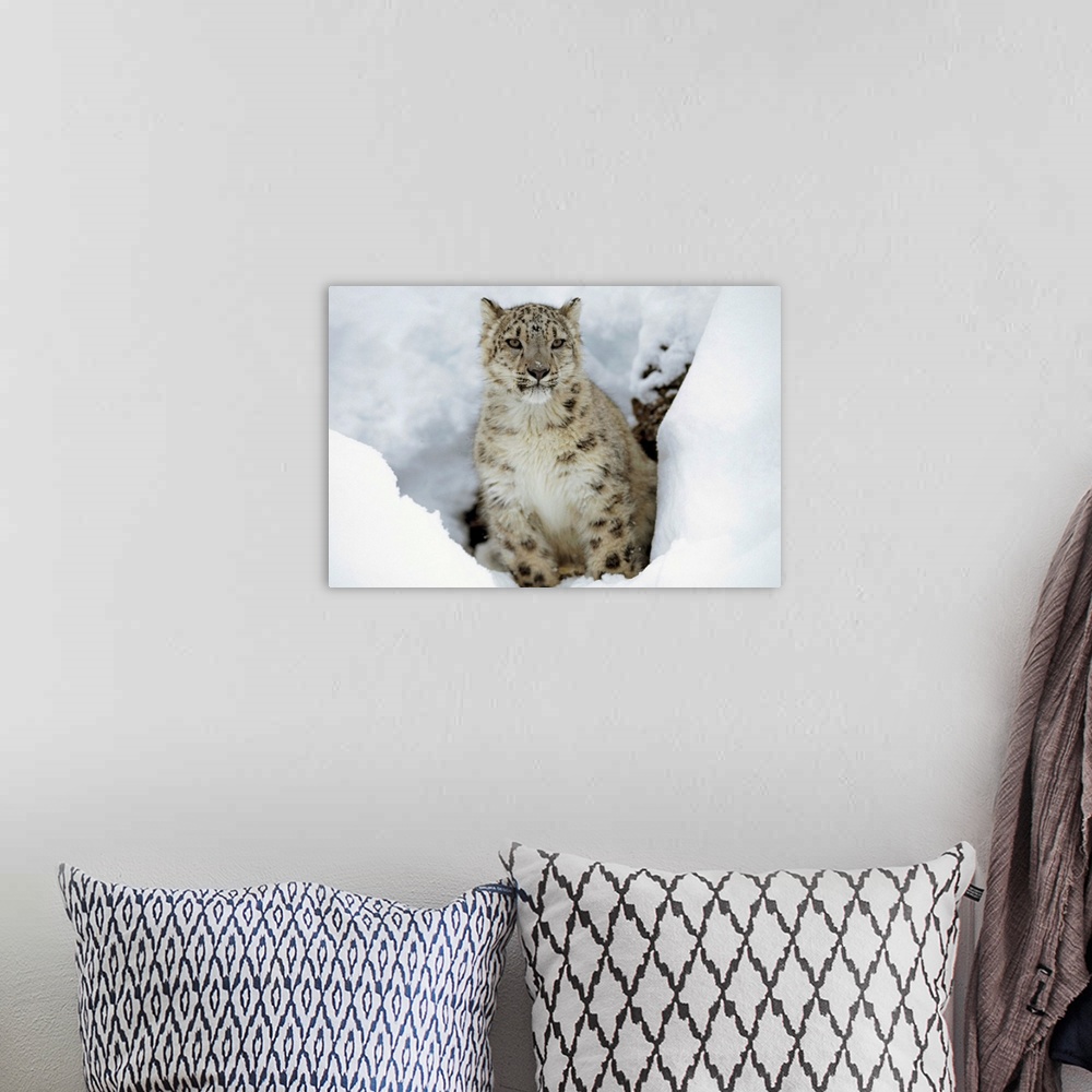 A bohemian room featuring Snow Leopard (Uncia uncia) adult portrait in snow, native to Asia