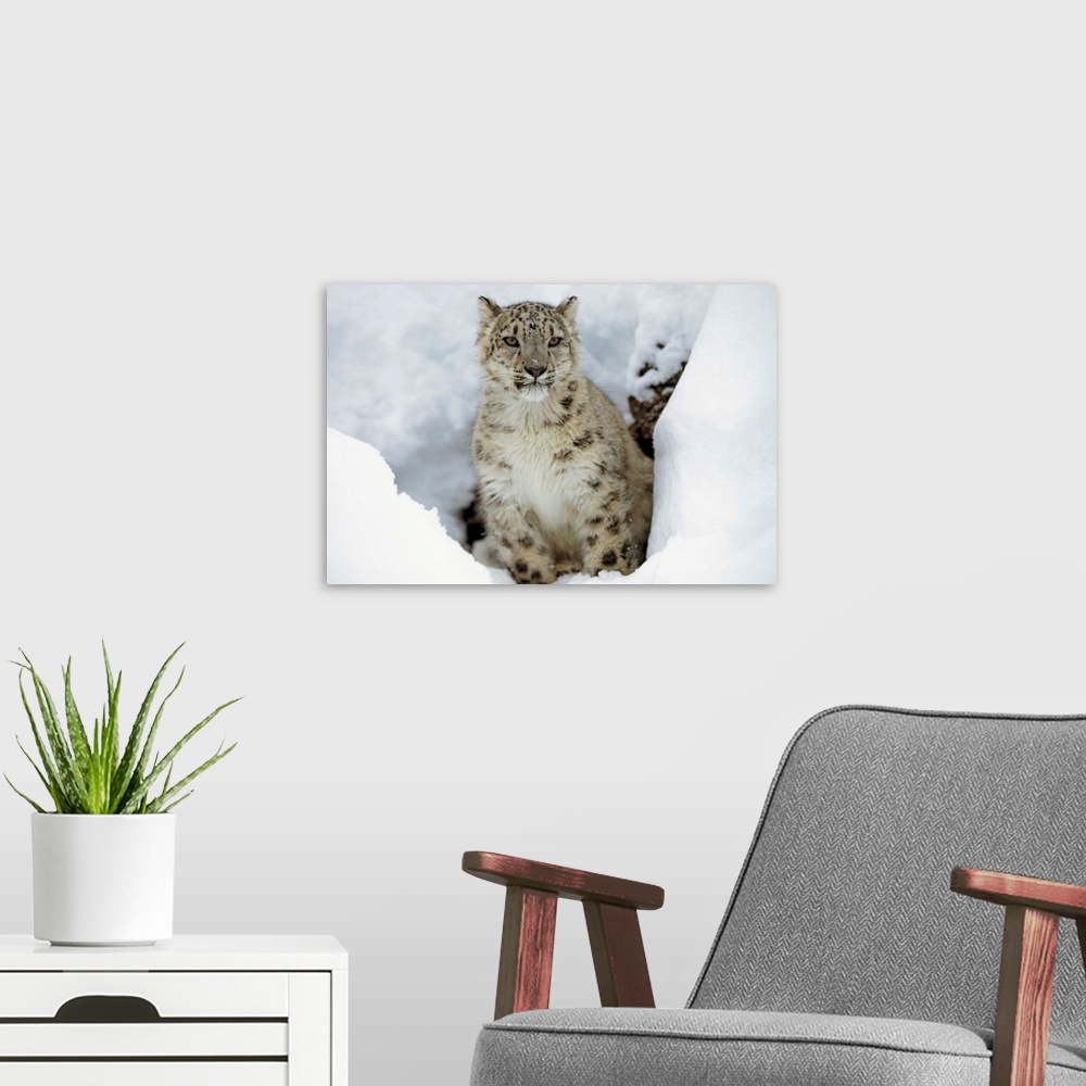 A modern room featuring Snow Leopard (Uncia uncia) adult portrait in snow, native to Asia