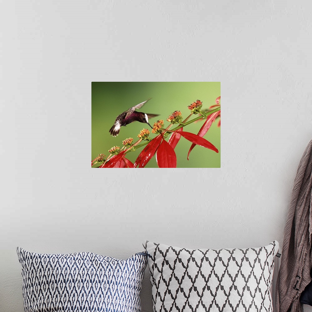 A bohemian room featuring Snowcap hummingbird, feeding on Madder flowers, Costa Rica