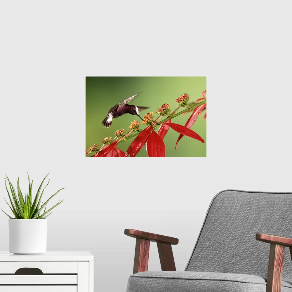A modern room featuring Snowcap hummingbird, feeding on Madder flowers, Costa Rica