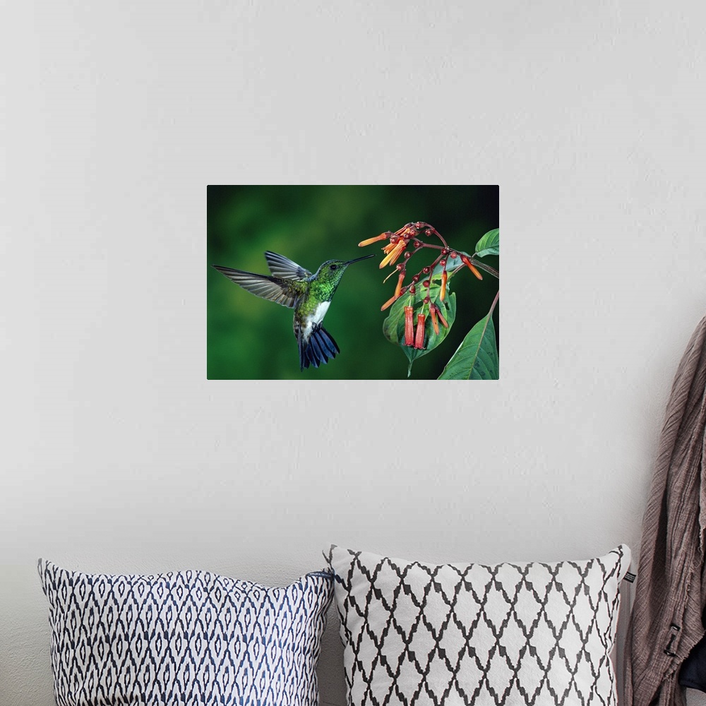 A bohemian room featuring A close up photograph of a humming bird pausing in front of a blossom to sample its nectar, the p...
