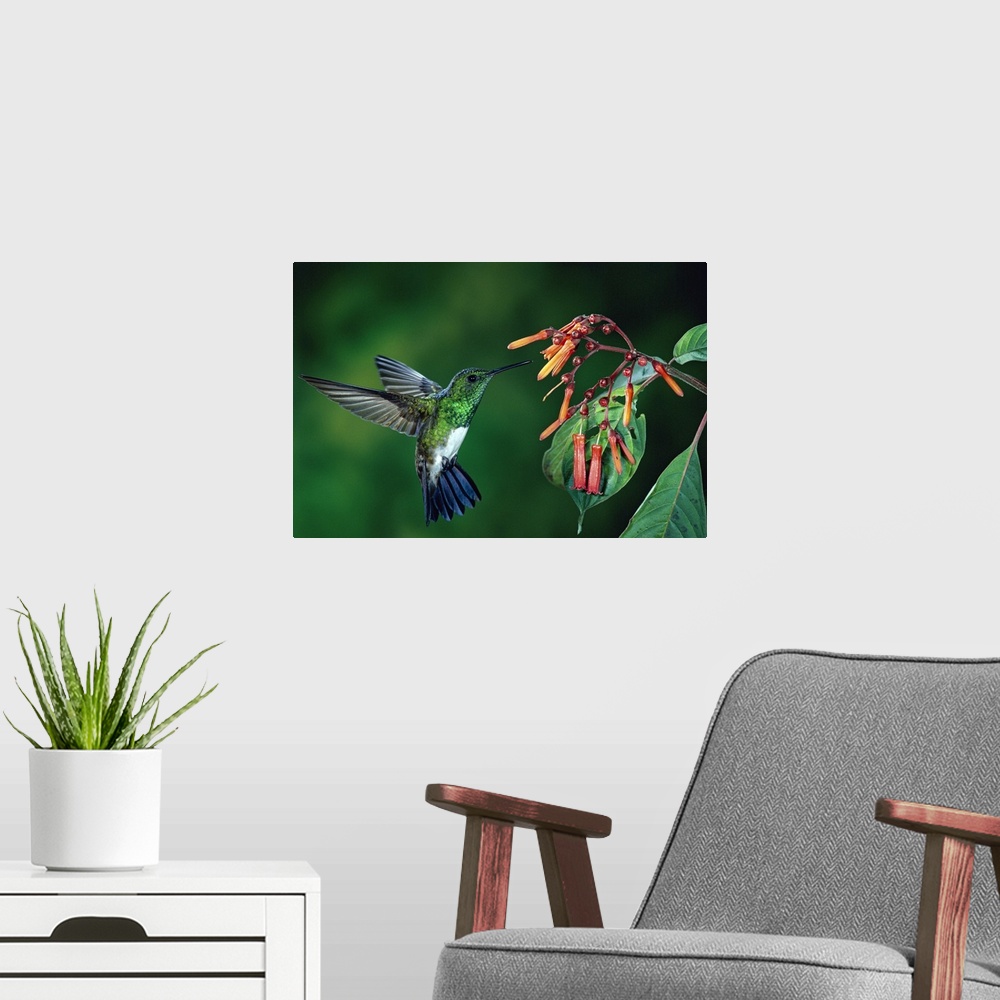 A modern room featuring A close up photograph of a humming bird pausing in front of a blossom to sample its nectar, the p...