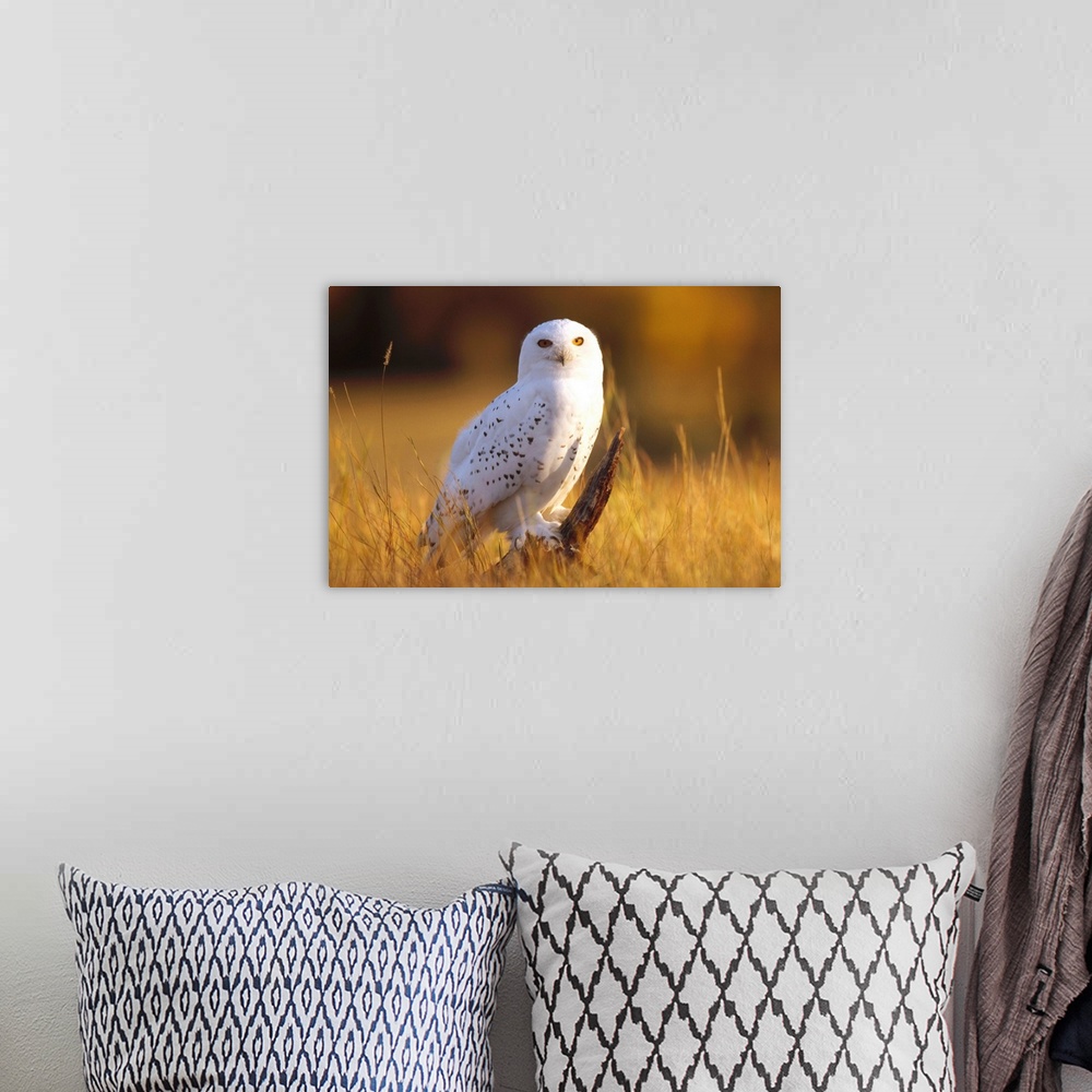 A bohemian room featuring Snowy Owl adult amid dry grass, circumpolar species, British Columbia, Canada