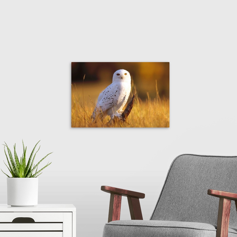 A modern room featuring Snowy Owl adult amid dry grass, circumpolar species, British Columbia, Canada
