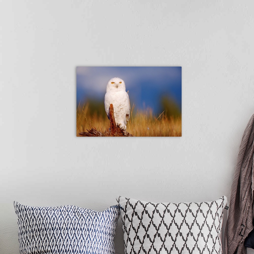 A bohemian room featuring Snowy Owl adult perching on a low stump in a field of green grass, British Columbia
