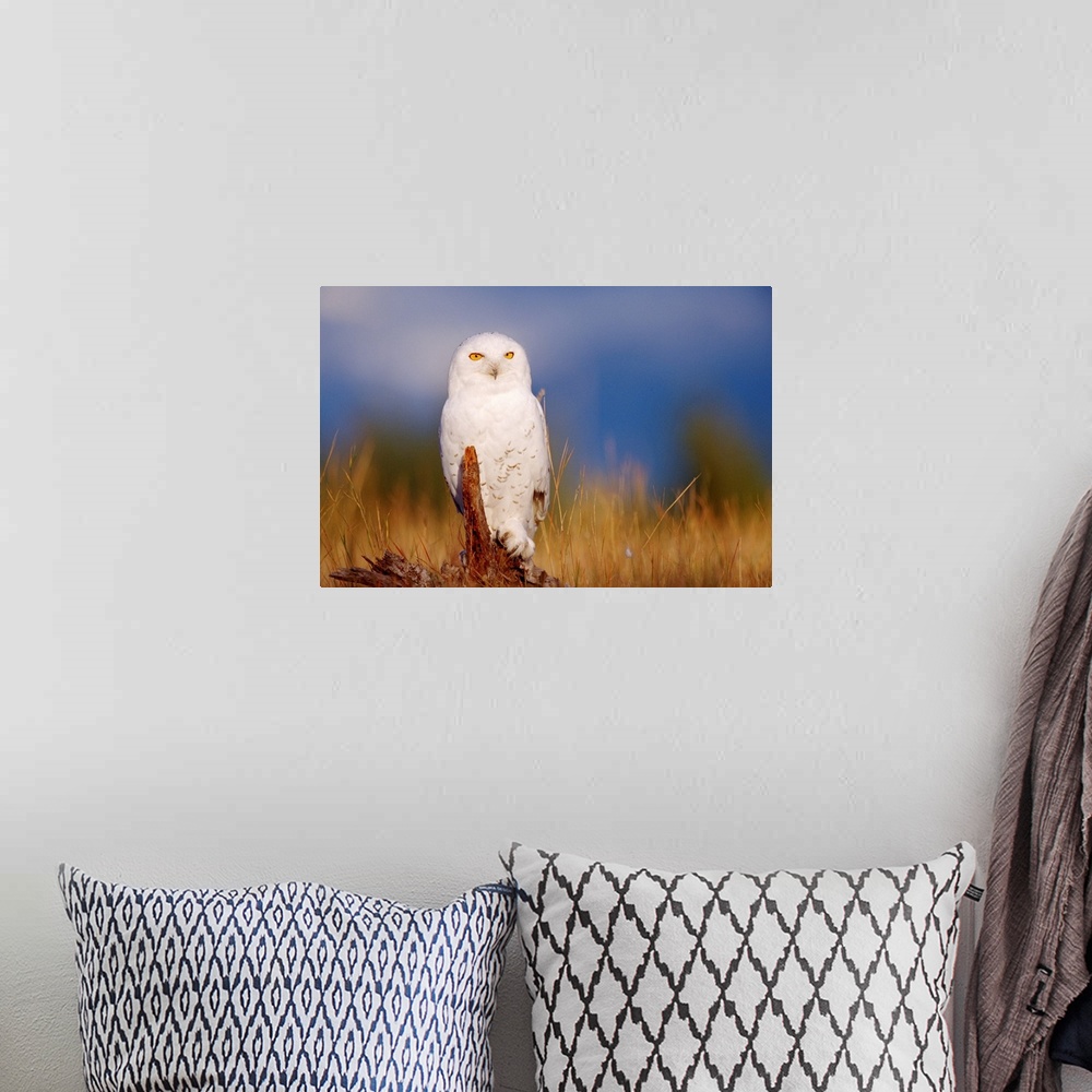 A bohemian room featuring Snowy Owl adult perching on a low stump in a field of green grass, British Columbia
