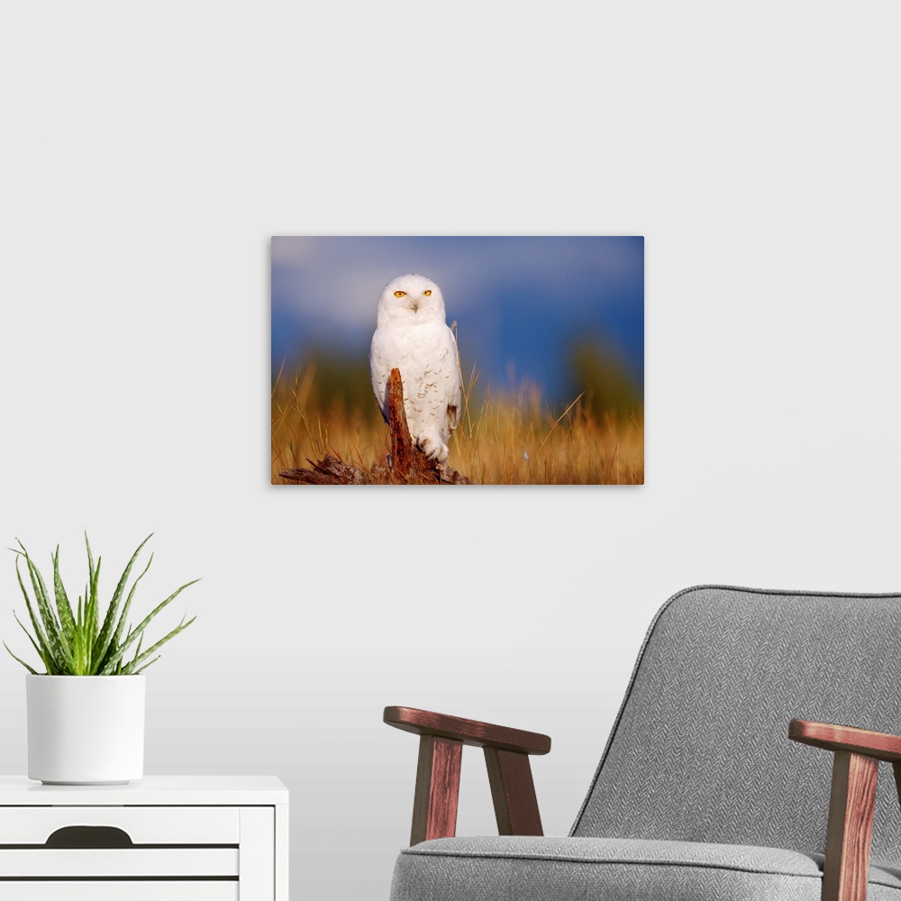 A modern room featuring Snowy Owl adult perching on a low stump in a field of green grass, British Columbia