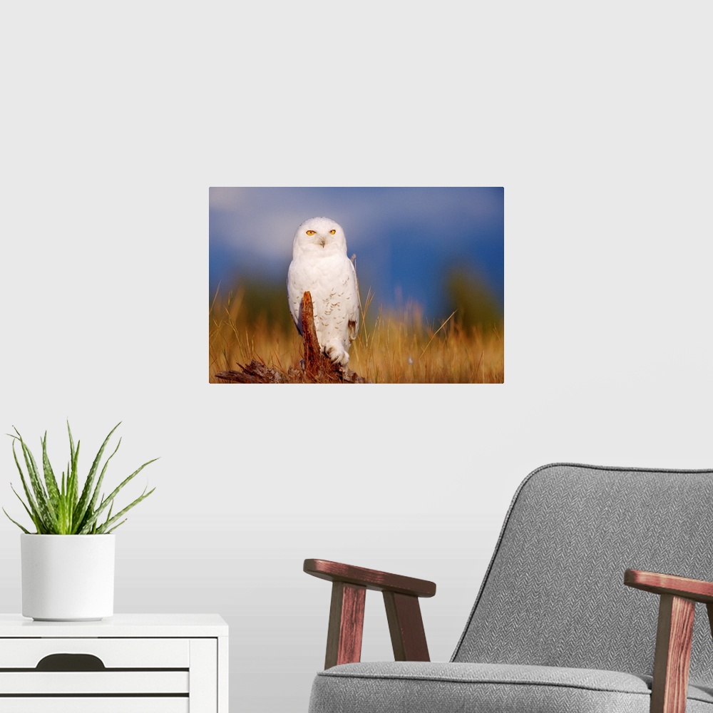 A modern room featuring Snowy Owl adult perching on a low stump in a field of green grass, British Columbia