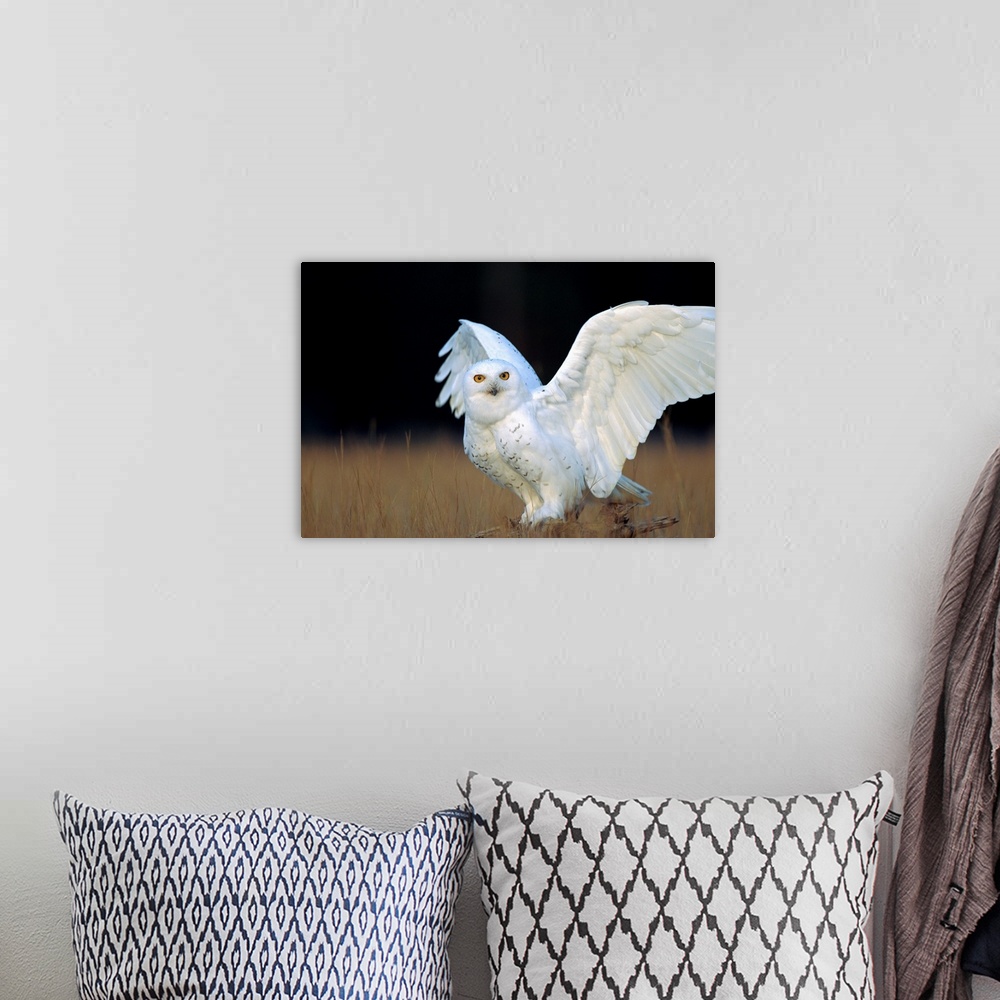 A bohemian room featuring Snowy Owl (Nyctea scandiaca) adult, circumpolar species, British Columbia, Canada