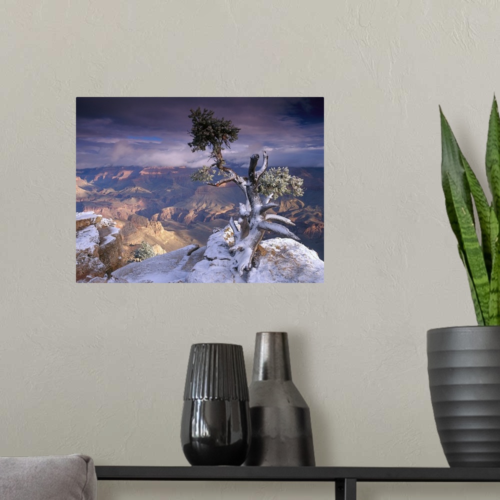 A modern room featuring A lone small tree grows on a cliff overlooking the South Rim of the Grand Canyon.