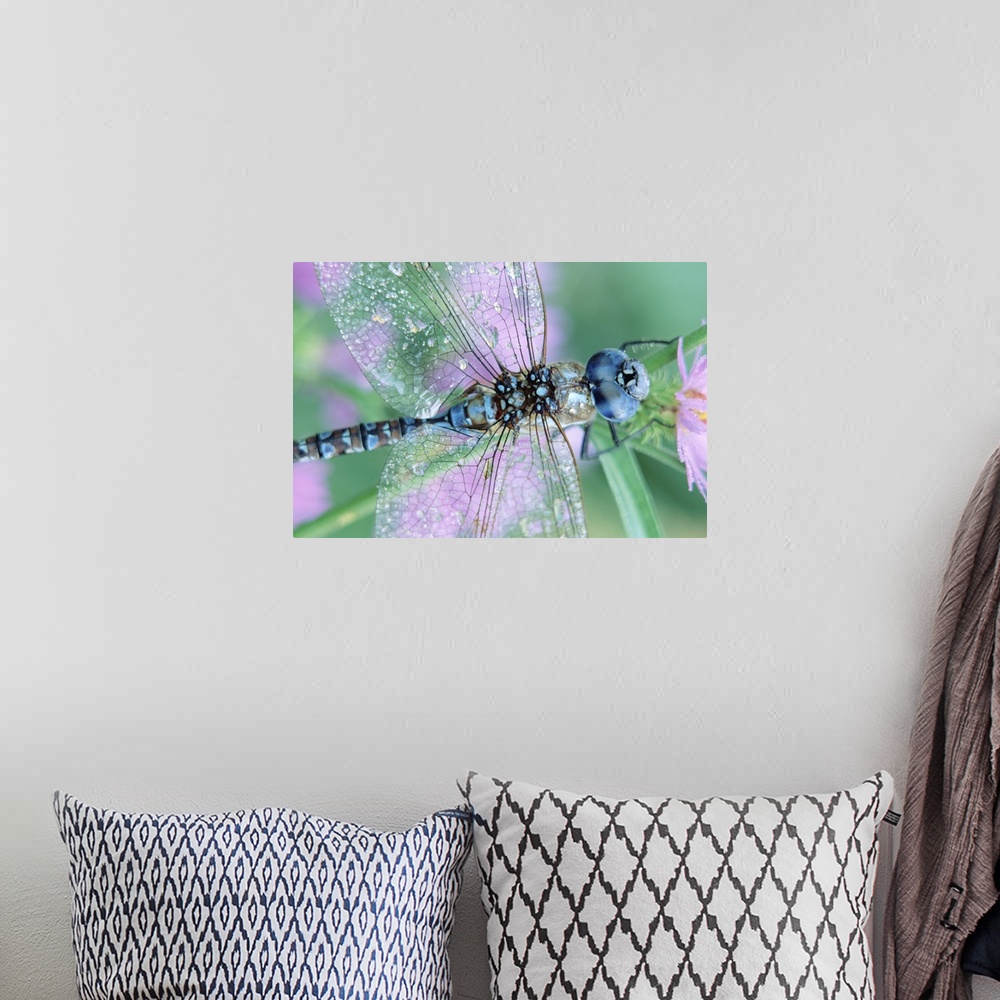 A bohemian room featuring Southern Hawker Dragonfly (Aeshna cyanea) close-up, on stem, New Mexico
