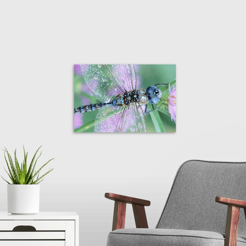 A modern room featuring Southern Hawker Dragonfly (Aeshna cyanea) close-up, on stem, New Mexico