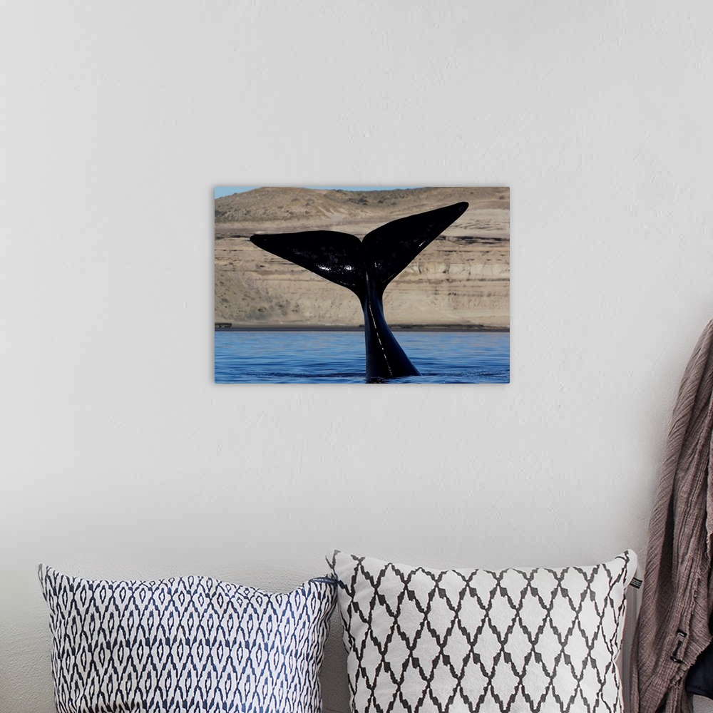 A bohemian room featuring Southern Right Whale tail, Valdes Peninsula, Argentina