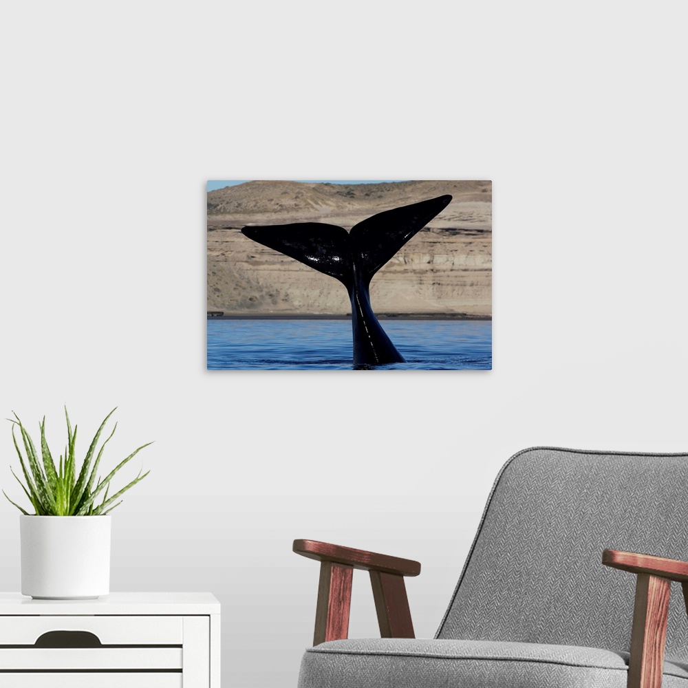 A modern room featuring Southern Right Whale tail, Valdes Peninsula, Argentina