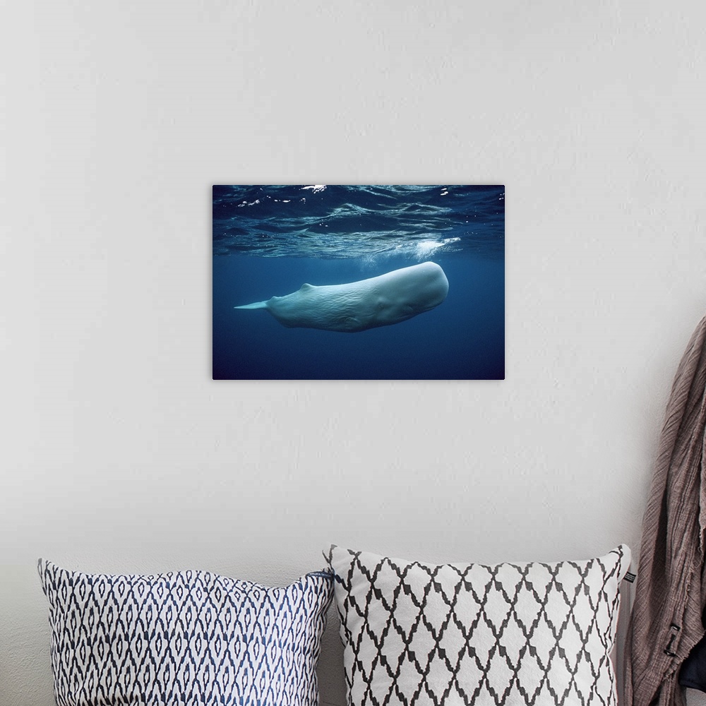 A bohemian room featuring Sperm Whale (Physeter macrocephalus) white morph near surface, Azores Islands, Portugal