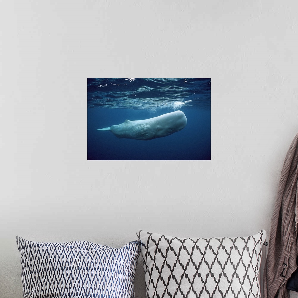 A bohemian room featuring Sperm Whale (Physeter macrocephalus) white morph near surface, Azores Islands, Portugal