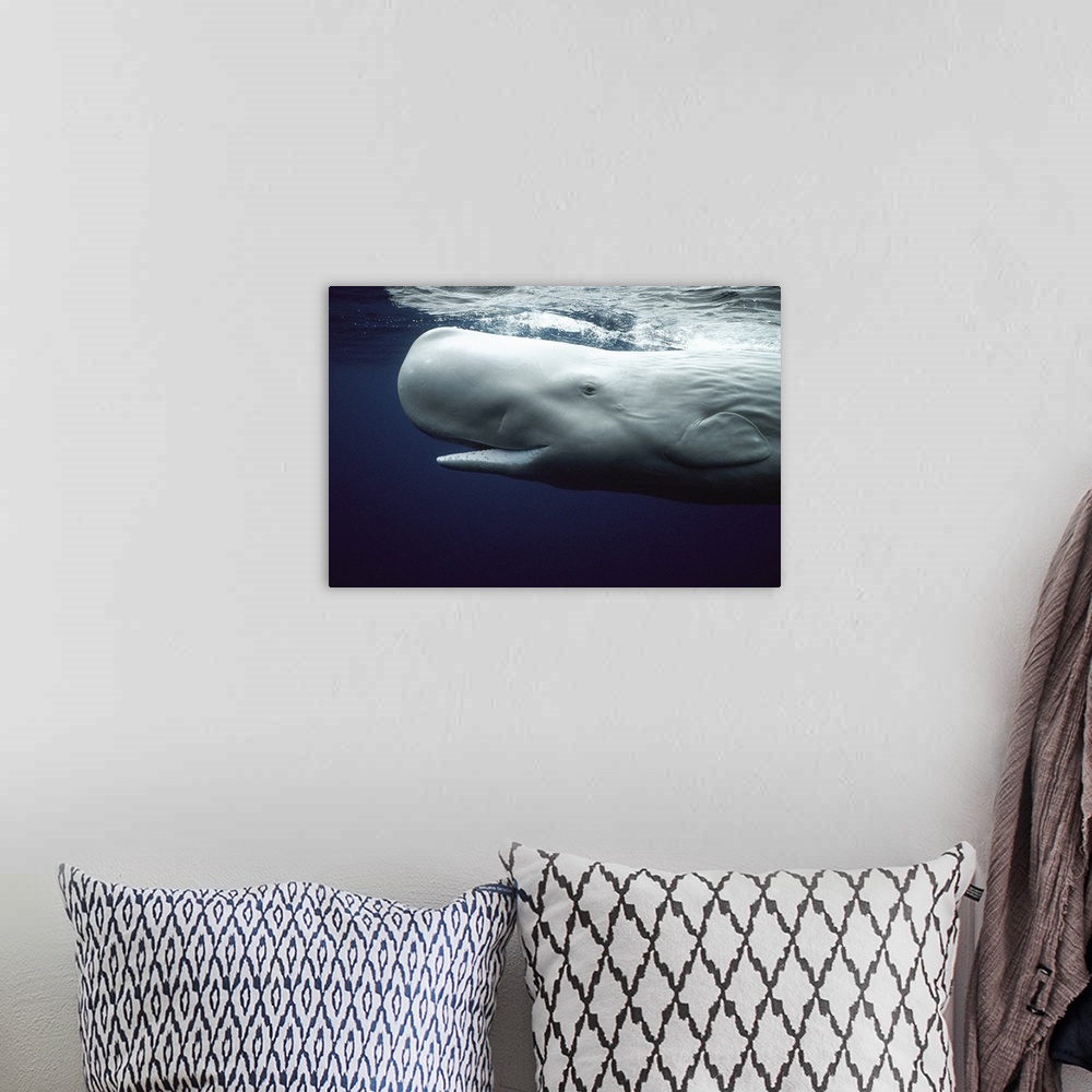A bohemian room featuring White Sperm Whale (Physeter macrocephalus) portrait, Azores Islands, Portugal