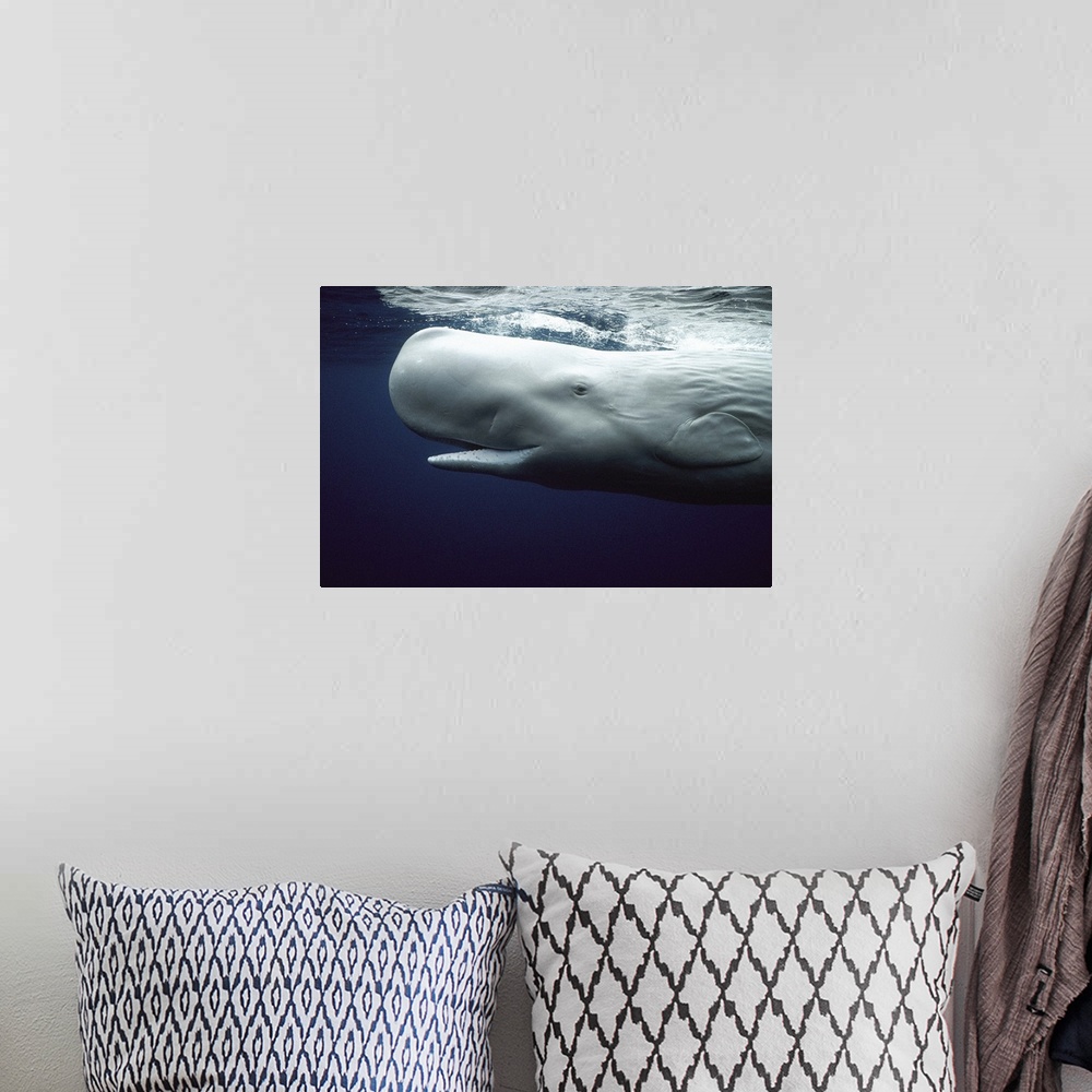 A bohemian room featuring White Sperm Whale (Physeter macrocephalus) portrait, Azores Islands, Portugal
