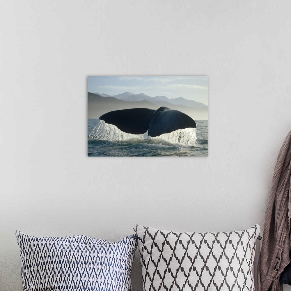 A bohemian room featuring Sperm Whale (Physeter macrocephalus) tail, New Zealand