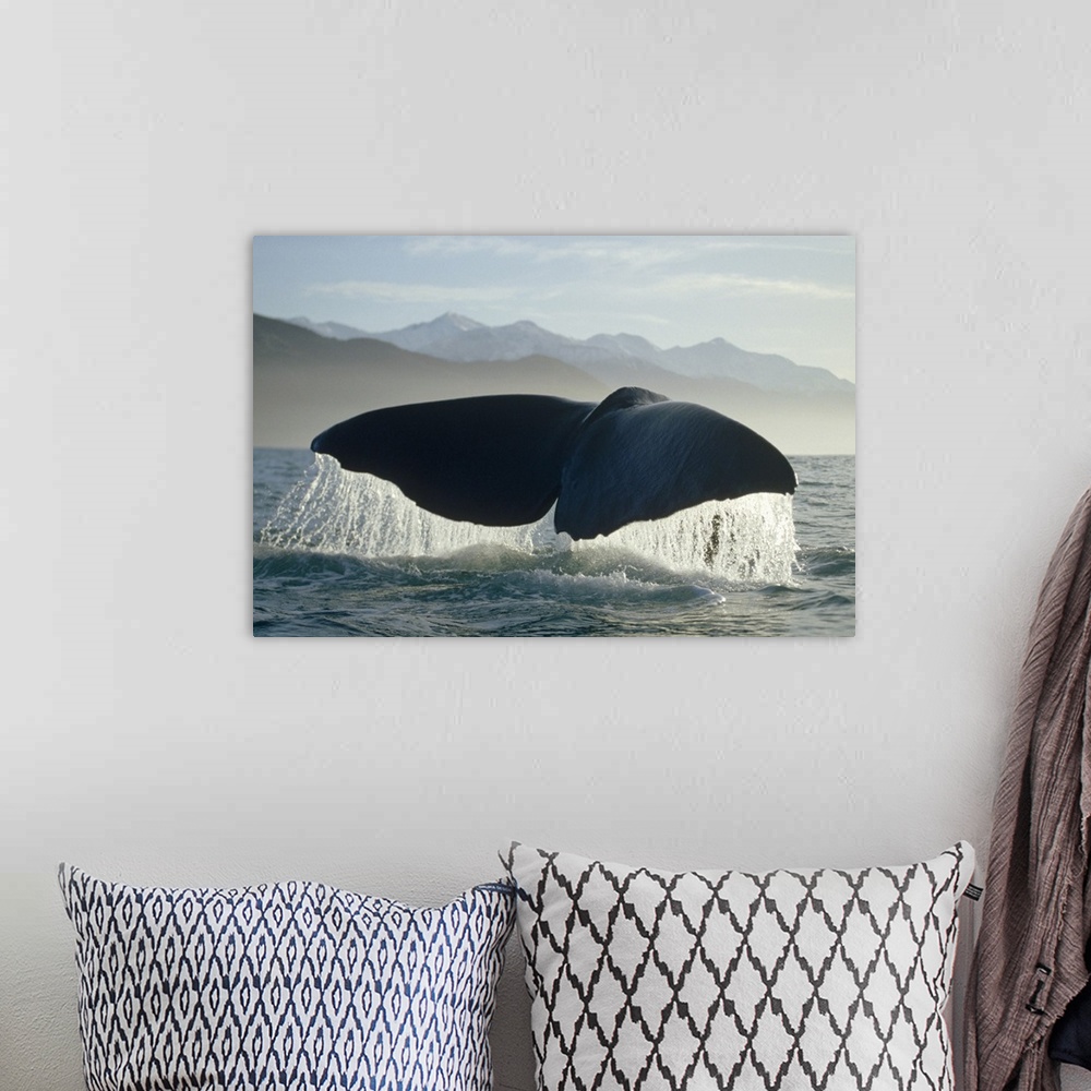 A bohemian room featuring Sperm Whale (Physeter macrocephalus) tail, New Zealand
