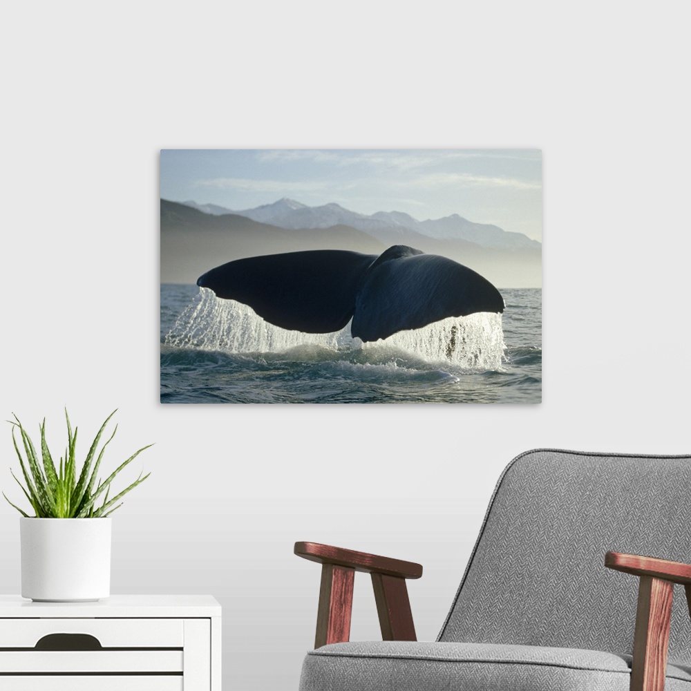 A modern room featuring Sperm Whale (Physeter macrocephalus) tail, New Zealand